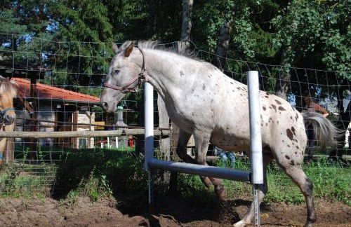 Zum Pferdestall - Foto 28