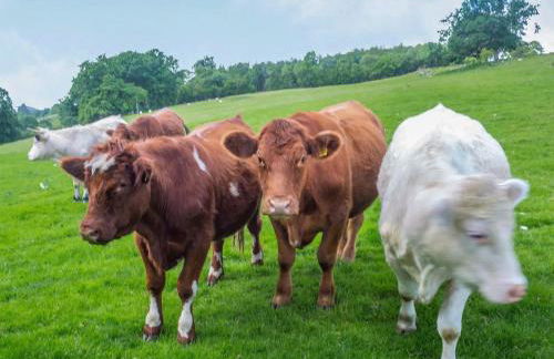 Fedwr Gog Cottage - Photo 19