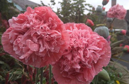 Tyncellar Farm Holiday Cottages - Photo 12