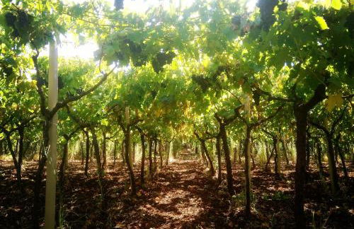 Agriturismo Poggio Ferrata - Foto 25