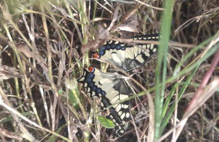 Nova Quinta Moderna TORRAMO em Oliveiras, Campo de Laranjas, na Nacional 2, Alentejo 13750 m2 - Foto 76