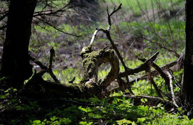 Doppelhaushalfte in Hasselfelde - Foto 18