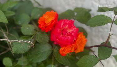 Maison de bord de Loire - Photo 2, Garden