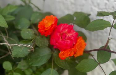 Maison de bord de Loire - Photo 2