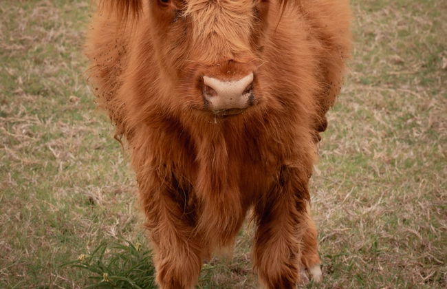 Blue Hills Ranch - Foto 70