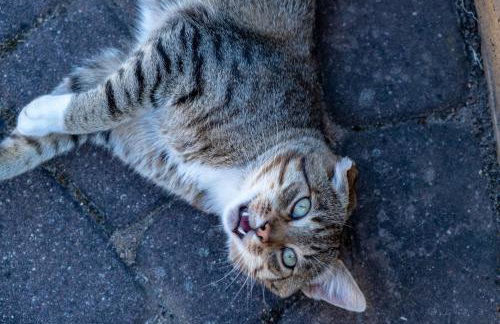 Siedlisko Leszczewek - Foto 71