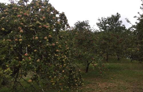 Flor de Pomar - Foto 58