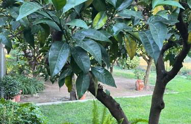 El huerto de Lino - Foto 21