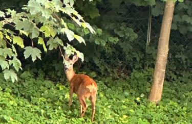 haus Plager - Foto 29