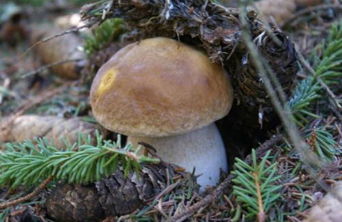 Lozère St Alban Aubrac Margeride gîte 4 étoiles 8 personnes au calme près nature - Foto 45