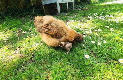 Charmant 110m2 avec jardin privé - Foto 25