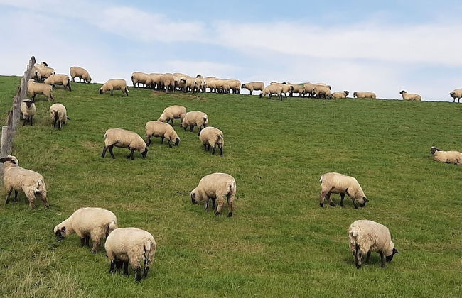 Appartement Landhaus Markus, Suderschwei - Foto 35
