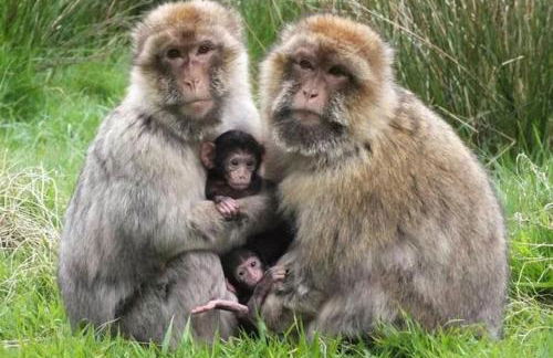 Classy 2 Bed Near Alton Towers, Polar Bears, Peak District - Foto 70