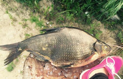 Miła Dolina - Foto 46