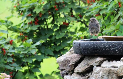 Apartment Landhaus Wildfeuer by Interhome - Foto 28