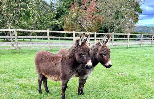 The annex on our farm - Foto 17