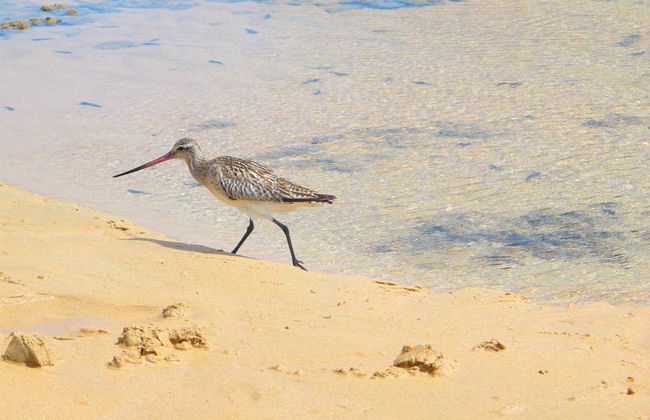 Capim Açu + Leão Beach Hiking Tour - Photo 7