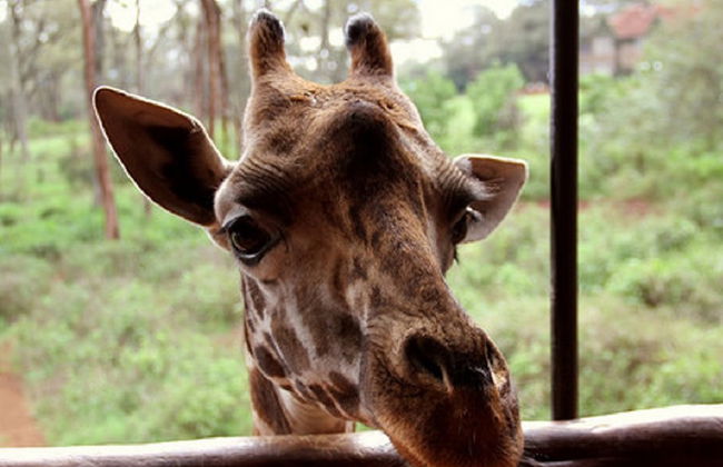 Visita del museo Karen Blixen y el Centro de Jirafas - Foto 6