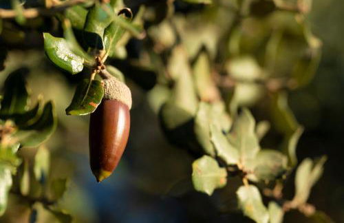 Casa Rural Dehesa de Solana - Foto 36