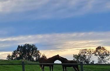 Gîte Mascotte - Foto 16