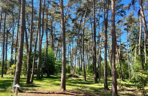 Ferienhäuser Insel Usedom Waldhaus 2 mit Whirlpool - Direkt am Achterwasser - Foto 16