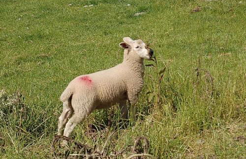 Tre-Allt Gorgeous Cottage - Foto 39