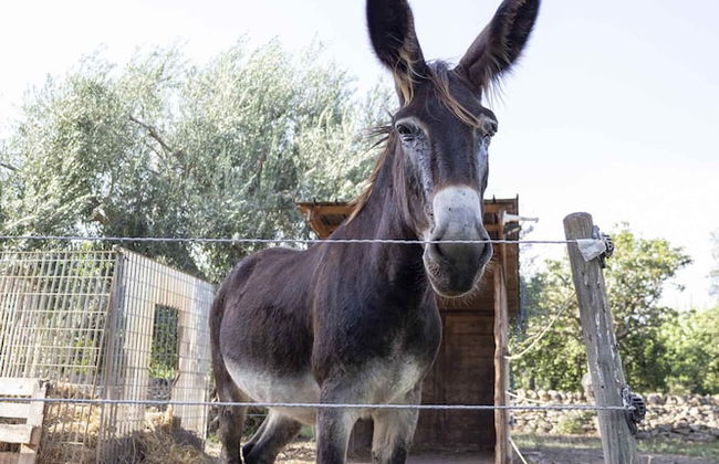 Casale Della Pergola With Cottage Sugarcane Pool - Foto 52
