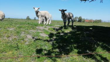 Mien Leevsten - Foto 2