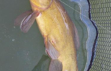 Leśne Domki Wejsuny - Foto 25