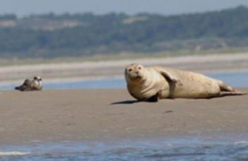 Chez Marie à 5kms de St Valery sur Somme - Foto 2