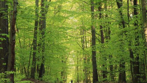 Studio Wisełka Leśna - Foto 2