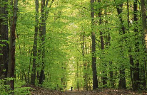 Studio Wisełka Leśna - Foto 2