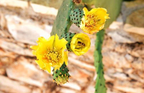 Anna's Stone House - Foto 23