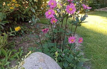 Ferienwohnung an der Elbe - Foto 14