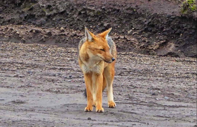 Trekking por el volcán Cotopaxi - Foto 8