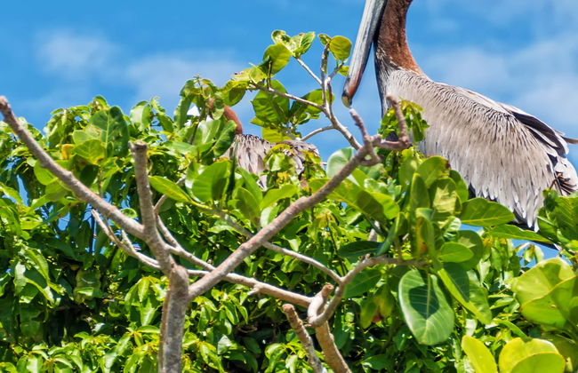 Excursión al Parque Nacional Los Haitises - Foto 1