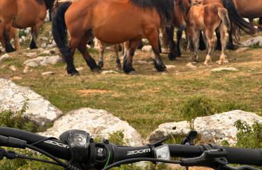 La central de Azparren, junto a la Selva de Irati - Foto 2
