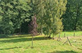 Ferienhaus Gut Haselbach im Erzgebirge - Foto 37