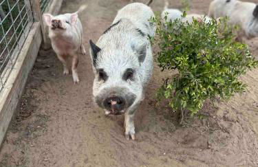 Relaxing Modern stay on a Ranch - Foto 45