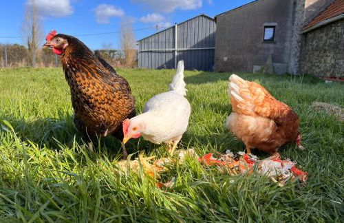 Gîte Familial 3 étoiles - Maison Kidour - Foto 13