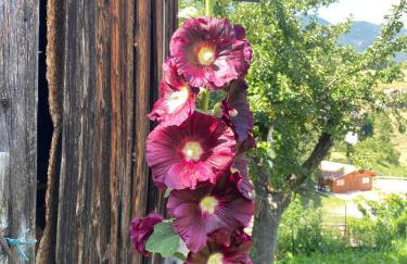 Zirmo mountain home - Foto 20