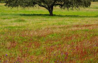Apartamento para pareja, Finca Contrabando. Sanlucar del Guadiana - Foto 70