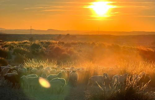 LAS DUNAS Caves - Olivo - Foto 22