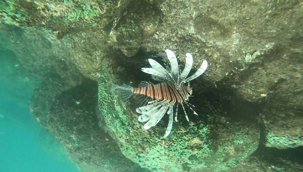 Fauna marinha de Hikkaduwa