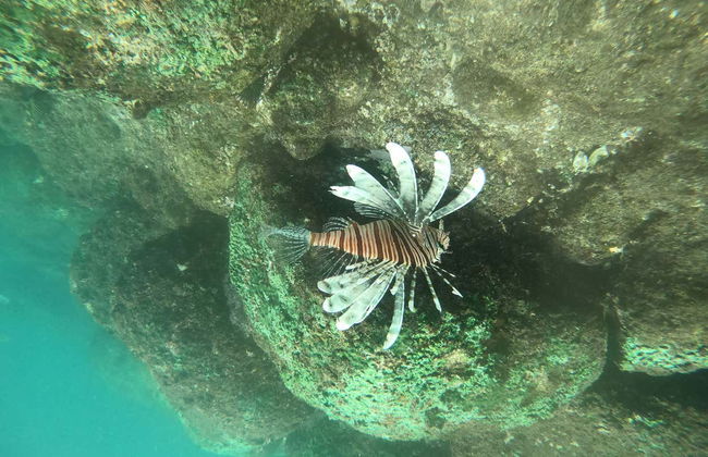 Snorkeling in Hikkaduwa - Foto 1