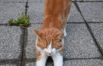 Zum Gänseglück - Foto 18