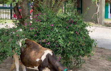 Monte Castelo Gravatá - Foto 54