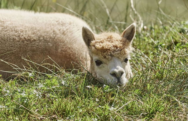 Holiday Apartment The Neuhaus - Foto 20