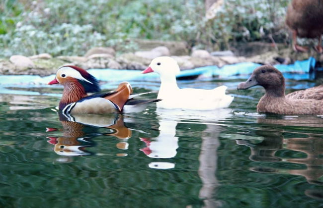 Hort de Mao El Rebost - Foto 20