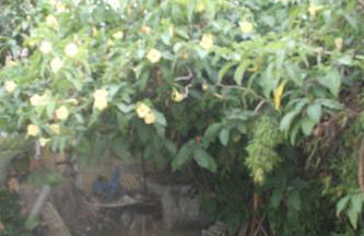 Chez Courbou - Foto 15